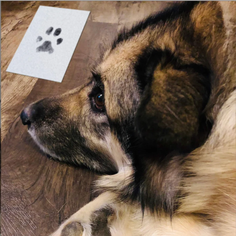 Kit Carimbo de Patas para Pets